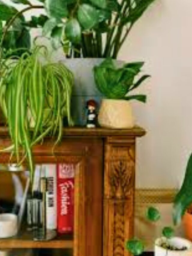 The Top 10 Most Popular House Plants in America 0